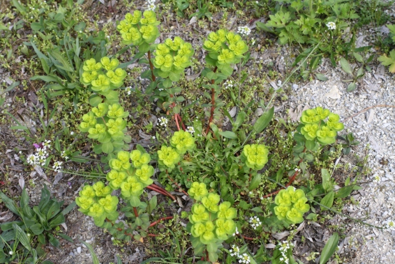 Image of Euphorbia helioscopioides specimen.