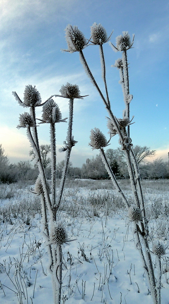 Изображение особи Dipsacus laciniatus.