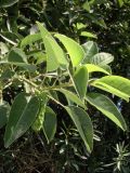 Phytolacca dioica