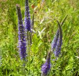 Veronica longifolia. Соцветия. Курская обл., Железногорский р-н, ур. Жидеевская дача. 18 июля 2007 г.