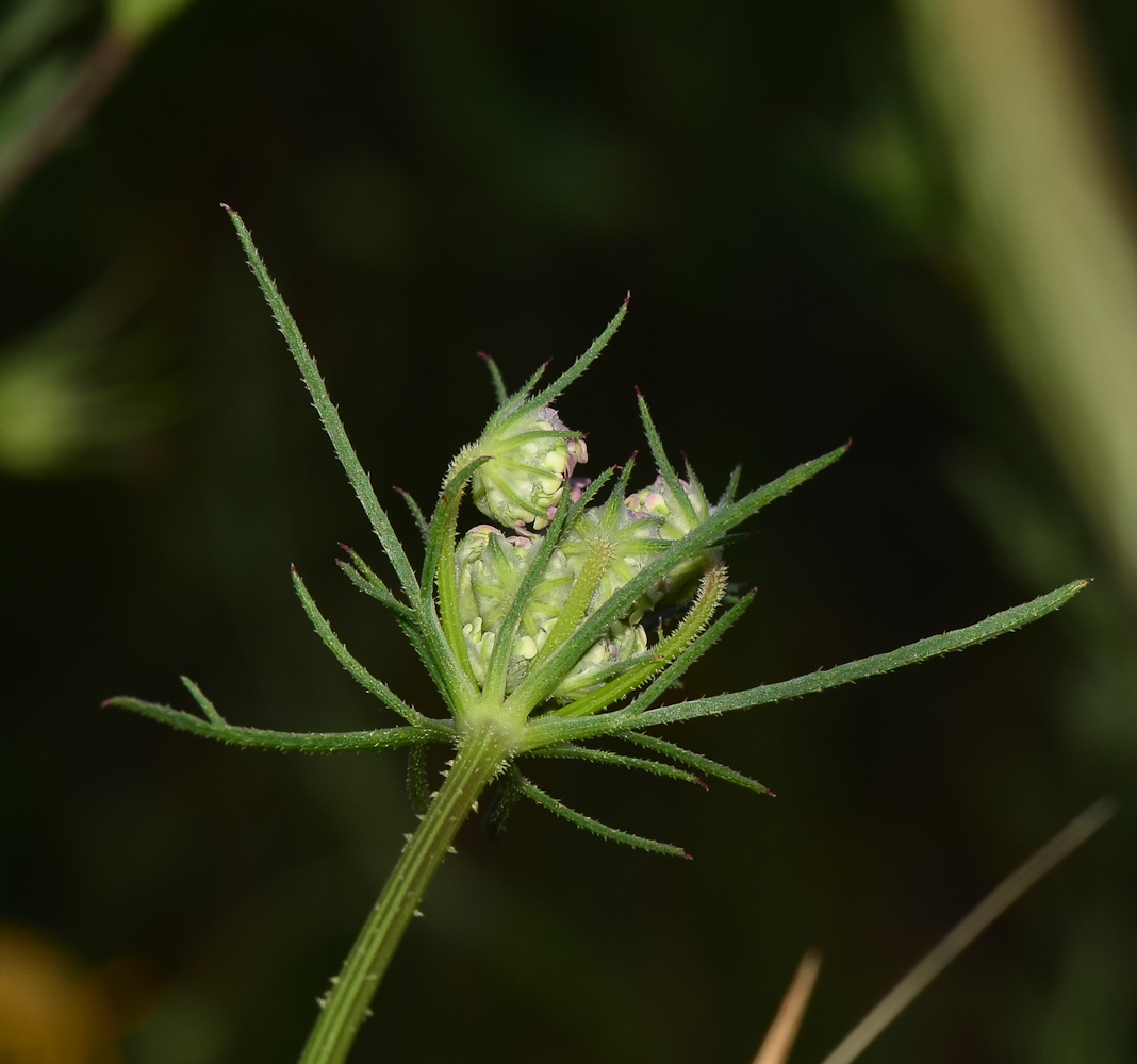 Image of Daucus glaber specimen.