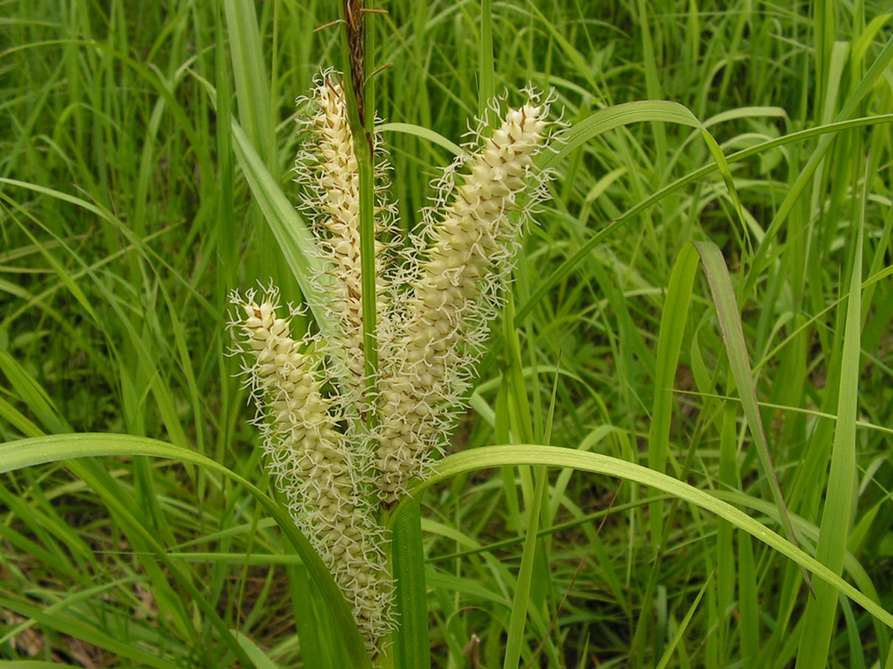 Image of Carex rhynchophysa specimen.