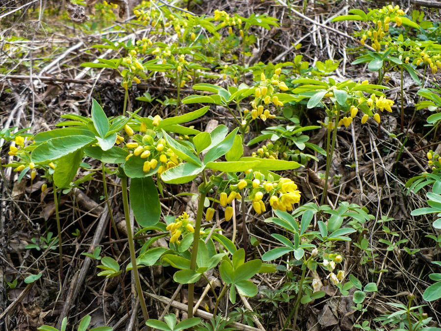 Изображение особи Gymnospermium altaicum.