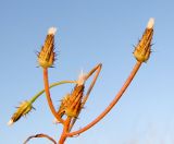 Crepis aculeata