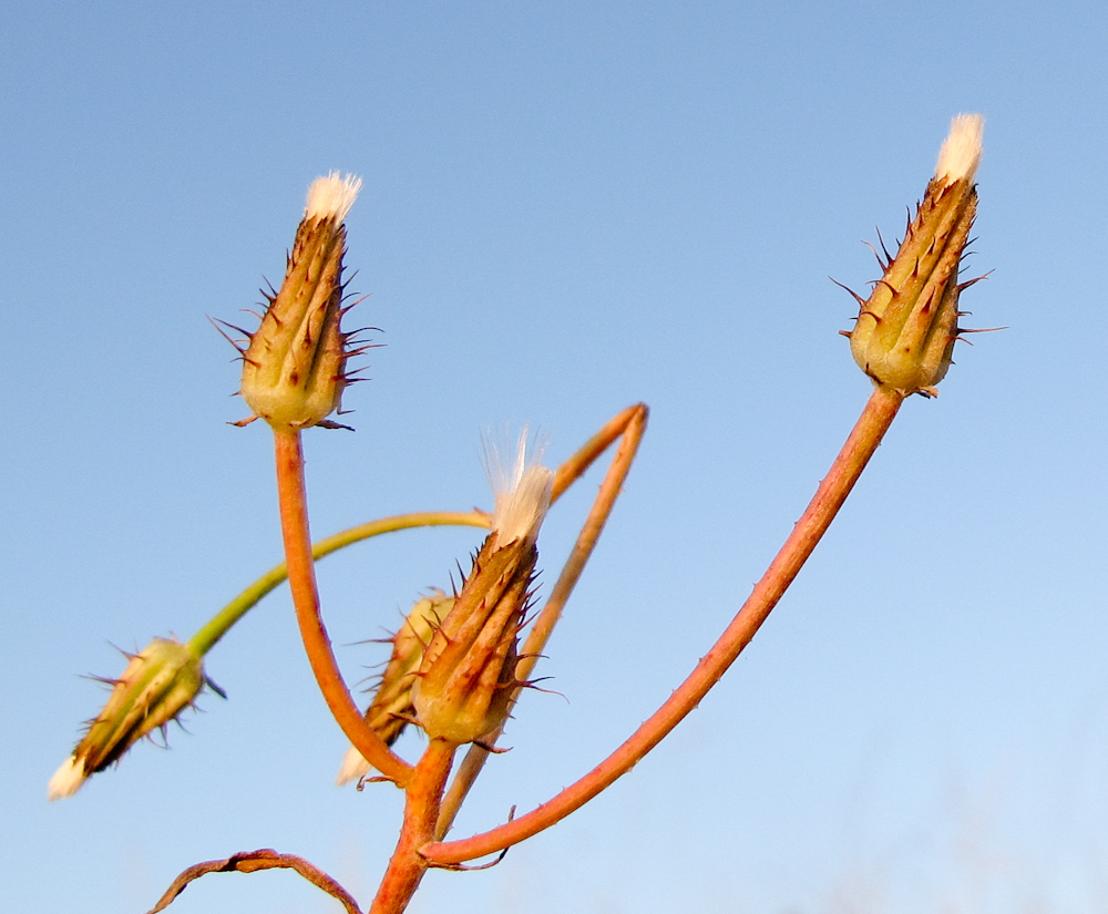 Изображение особи Crepis aculeata.