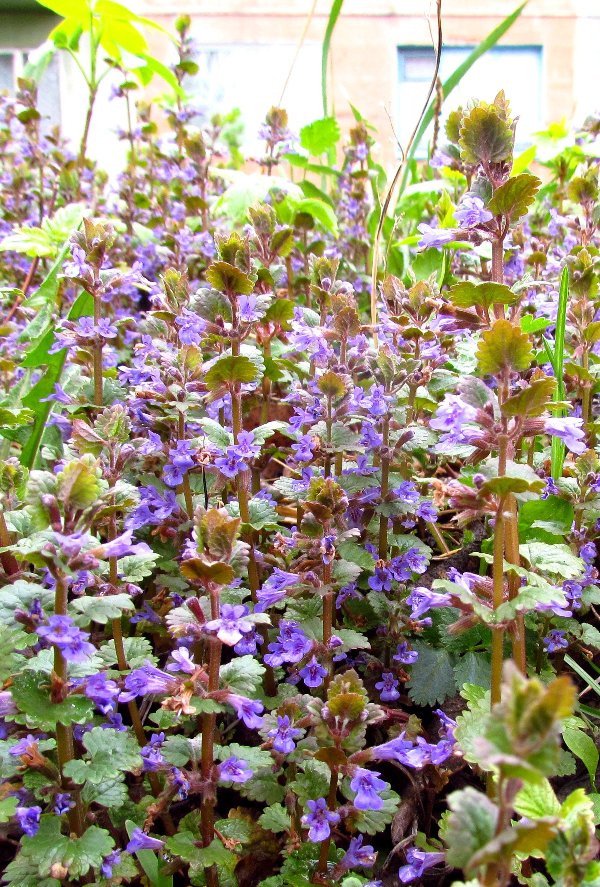 Изображение особи Glechoma hederacea.