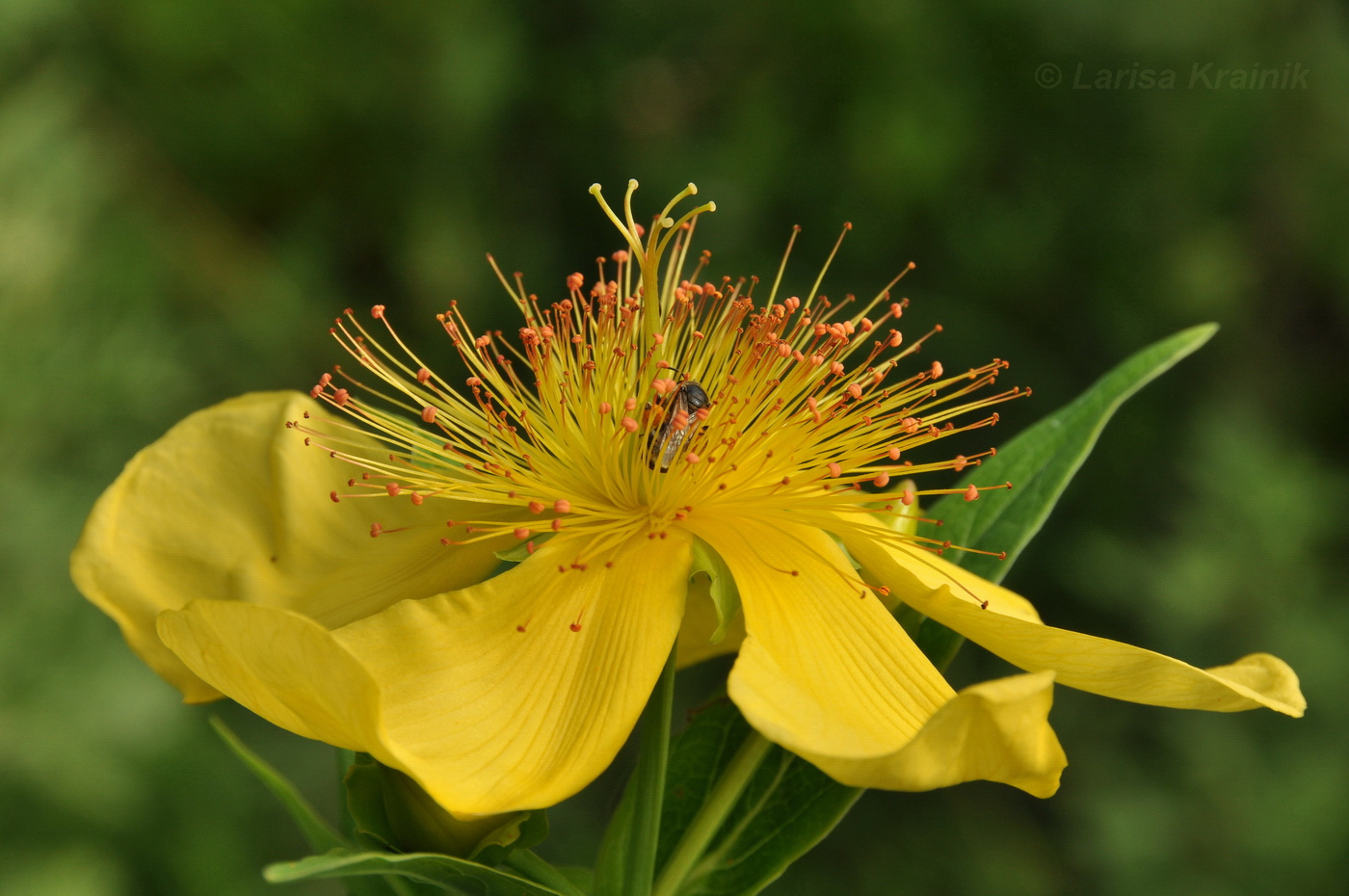 Изображение особи Hypericum ascyron.