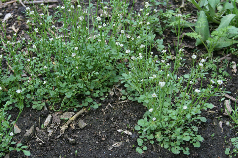 Изображение особи Cardamine hirsuta.