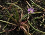 Lewisia pygmaea. Цветущее растение. Москва, БС МГУ. 09.06.2012.