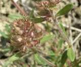 Thymus daghestanicus. Соплодия. Черноморское побережье Кавказа, щель Прасковеевская, тропа в подлеске на приморском склоне. 09.06.2012.