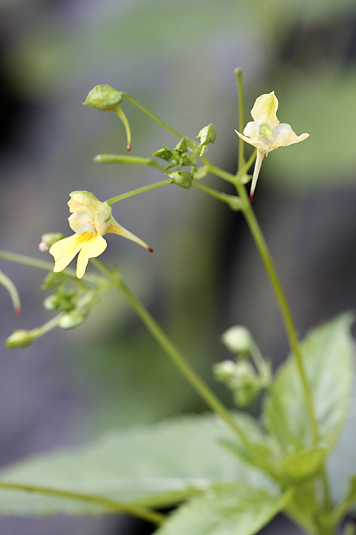 Image of Impatiens parviflora specimen.