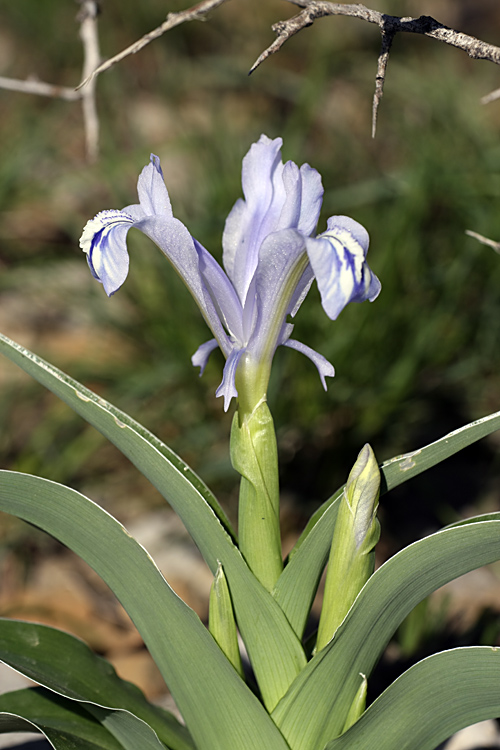 Image of Juno willmottiana specimen.