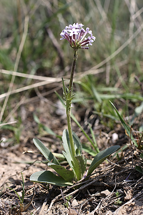 Изображение особи Valeriana chionophila.