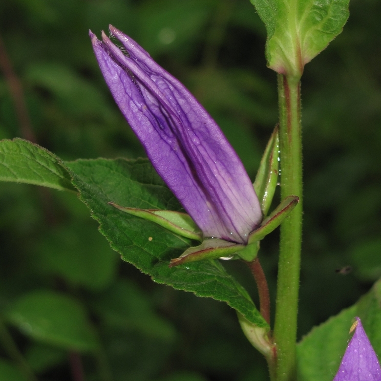 Image of Campanula latifolia specimen.