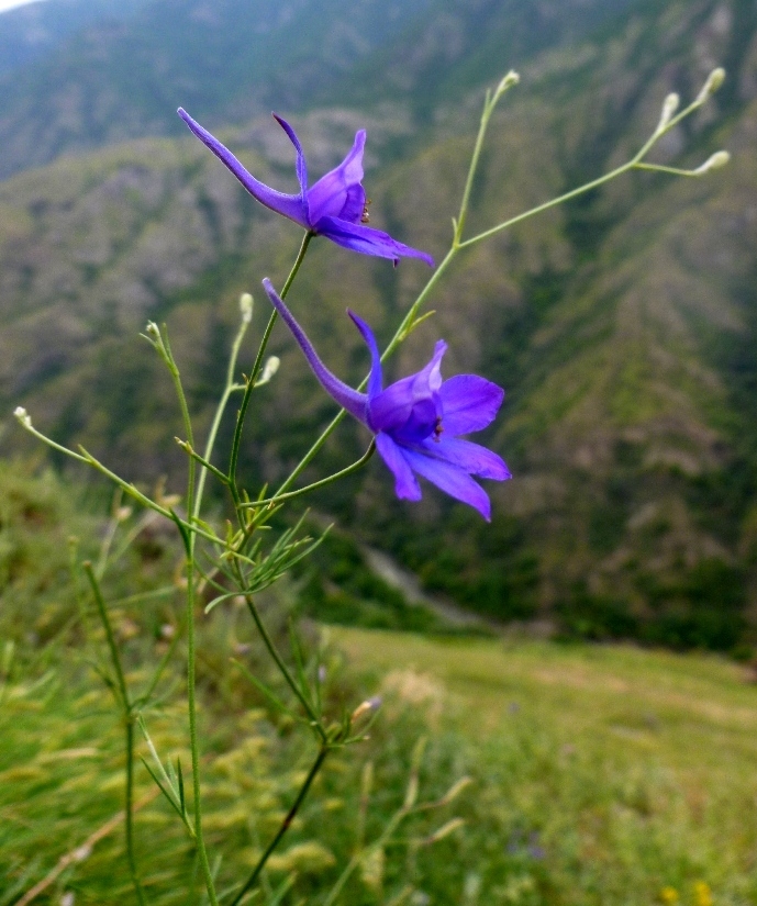 Image of Delphinium divaricatum specimen.