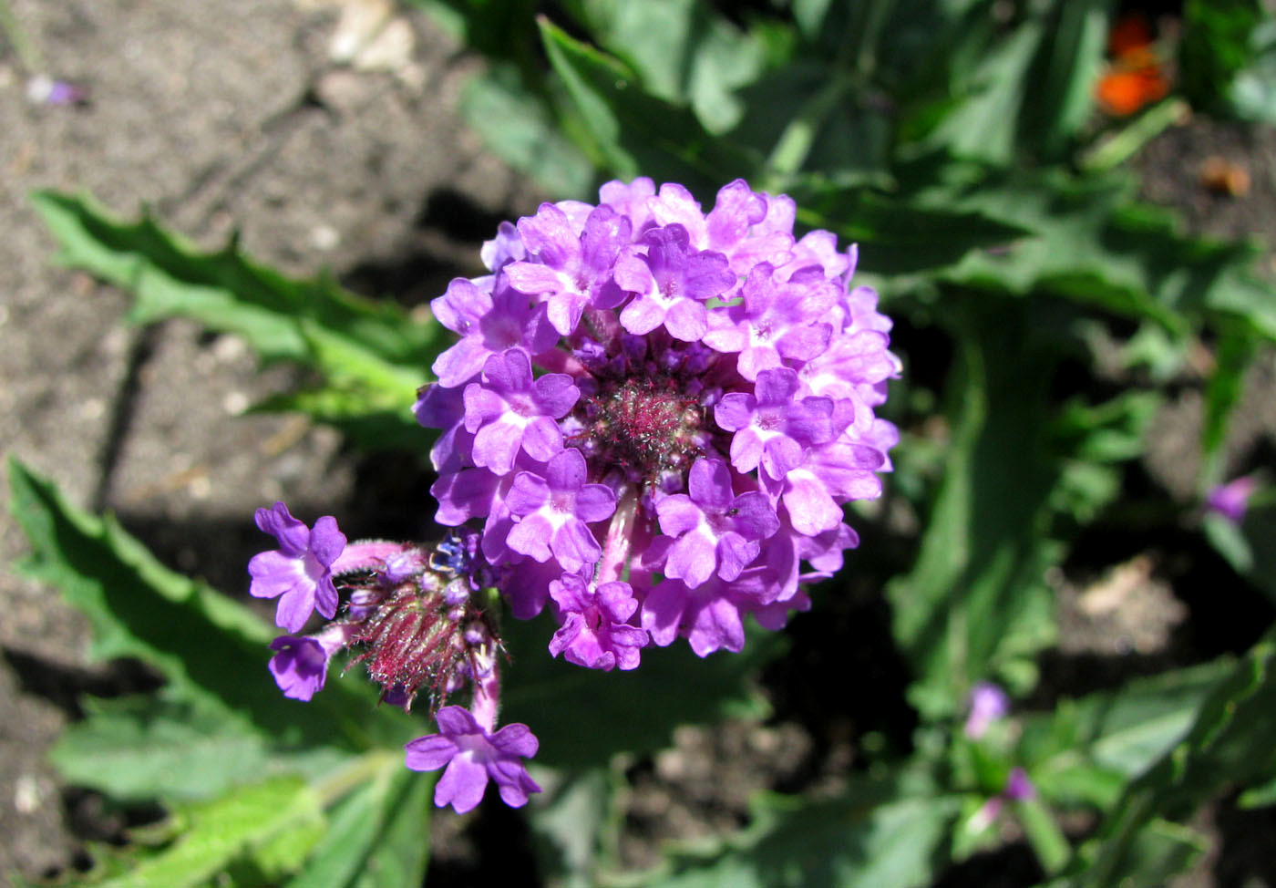 Image of Verbena rigida specimen.