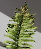 Matteuccia struthiopteris