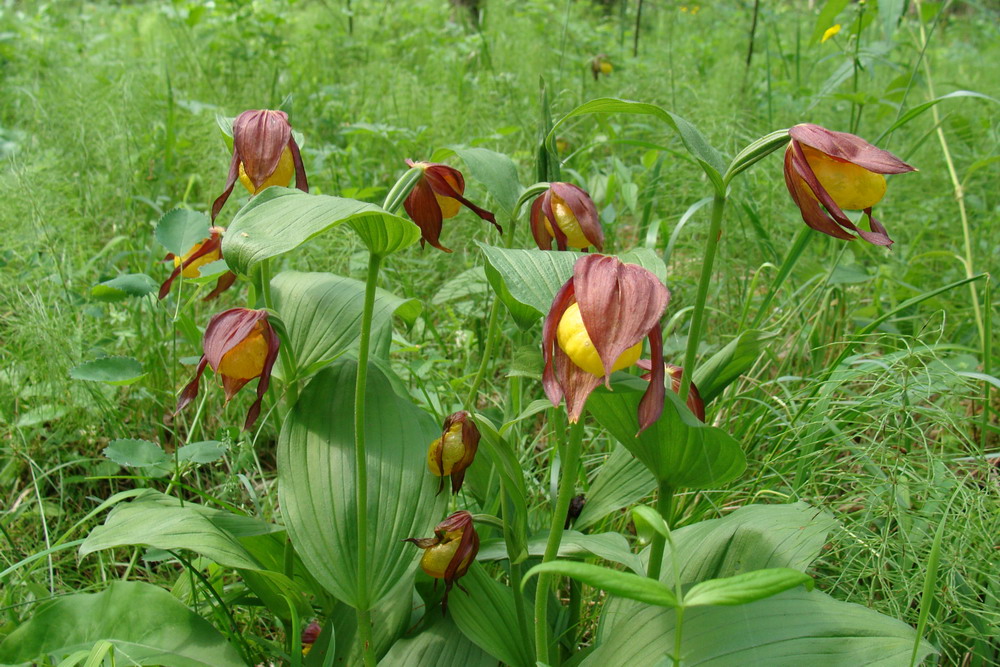 Изображение особи Cypripedium calceolus.