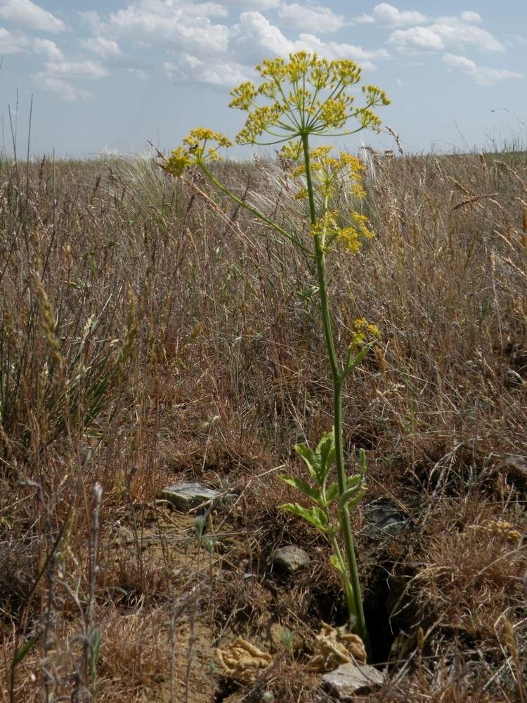 Изображение особи Pastinaca clausii.