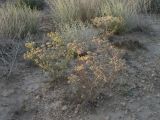 Zosima absinthifolia