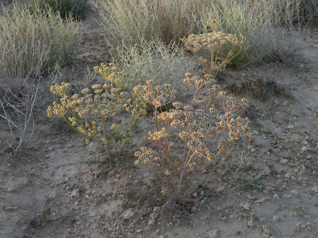 Изображение особи Zosima absinthifolia.