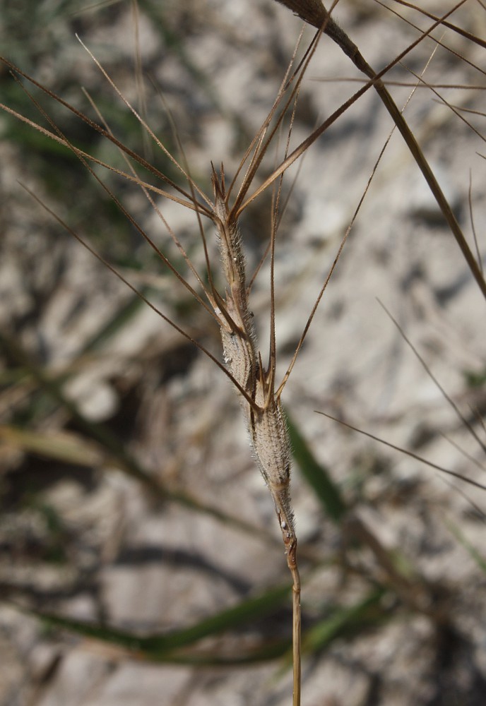 Изображение особи Aegilops biuncialis.