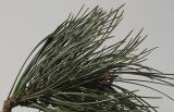 Pinus nigra. Верхушка веточки. Германия, г. Кемпен, в парке. 10.09.2012.