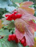 Viburnum opulus