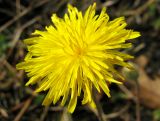 Crepis rhoeadifolia. Соцветие. Венгрия, Шомодь, территория автозаправки у г. Летенье. 02.09.2012.