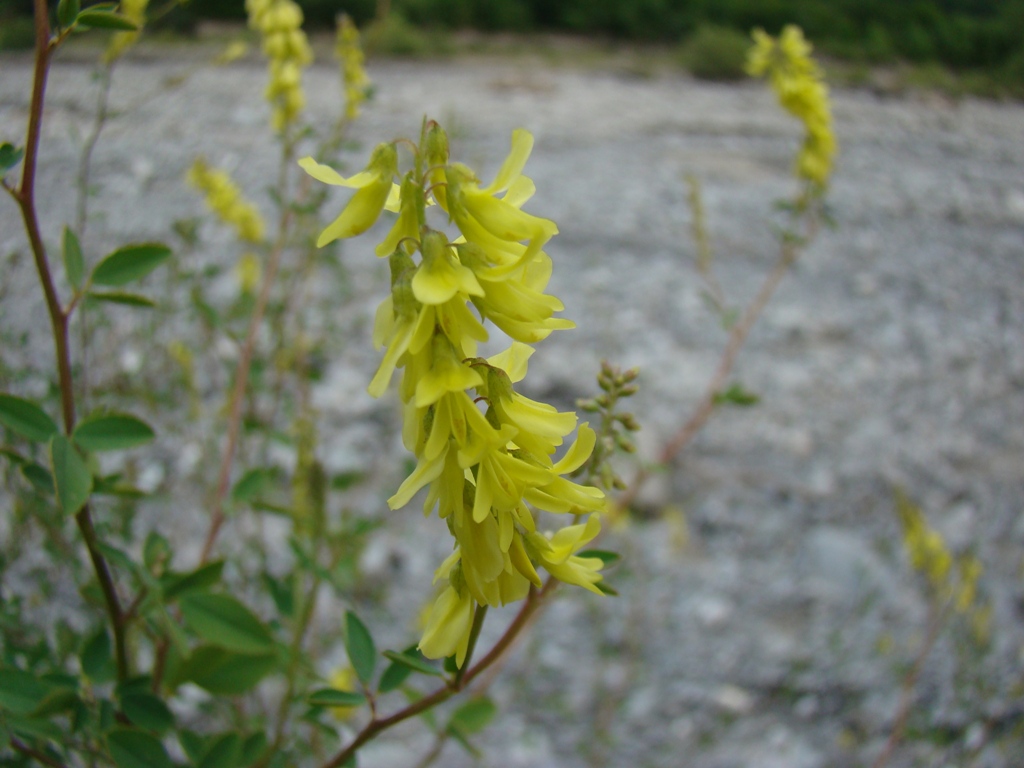 Image of genus Melilotus specimen.