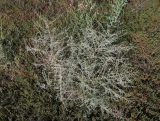 Artemisia nitrosa. Бутонизирующее растение на солончаке. Саратовская обл., Саратовский р-н. 21 июля 2012 г.