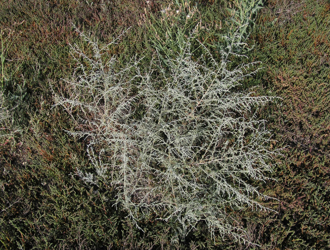 Изображение особи Artemisia nitrosa.