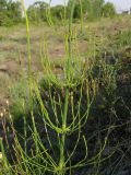 Equisetum ramosissimum