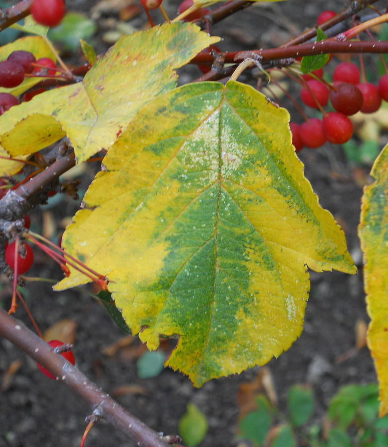 Image of Malus sargentii specimen.