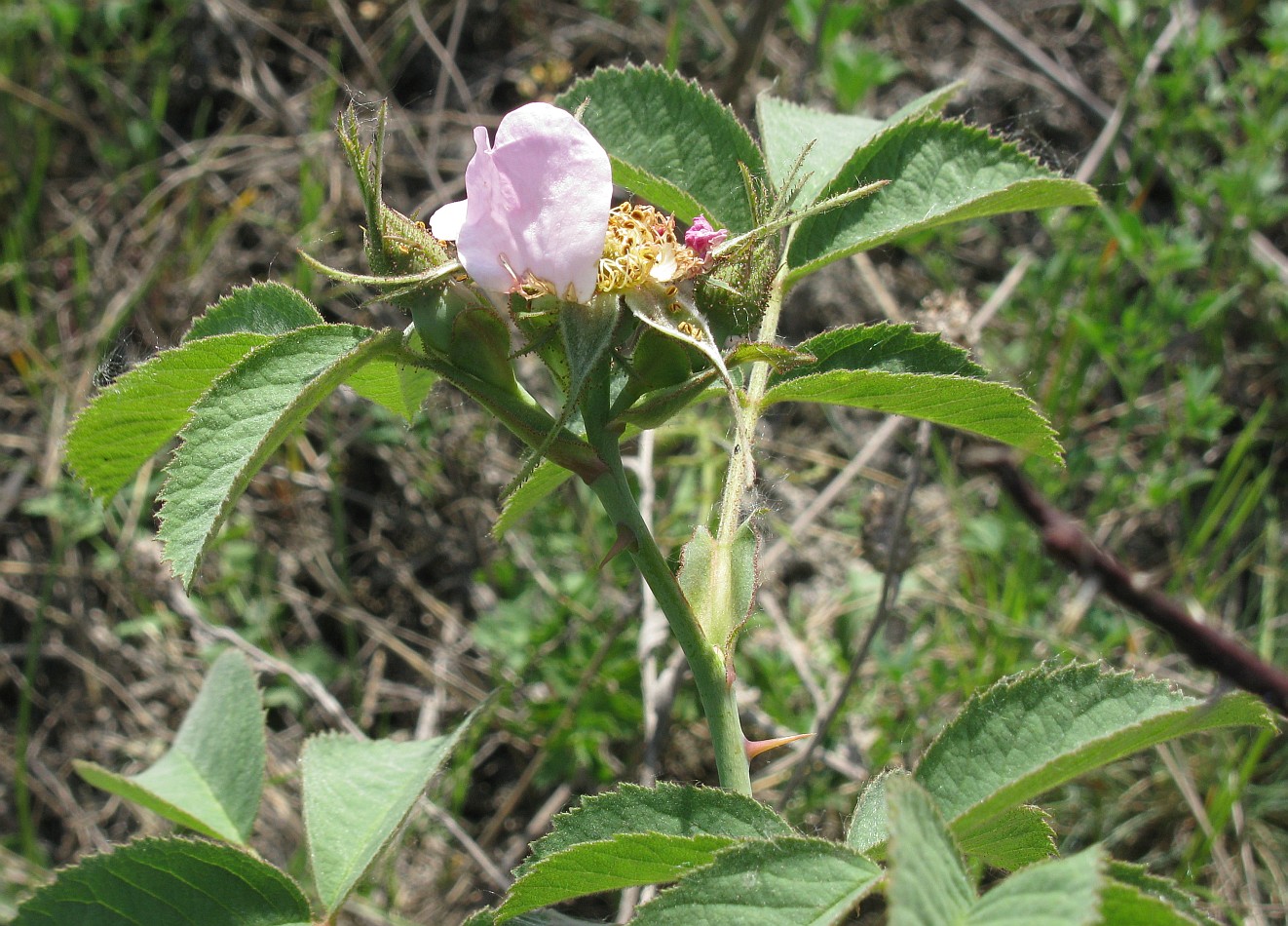 Image of Rosa subpomifera specimen.