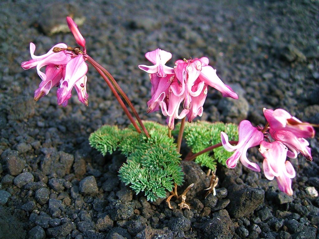 Изображение особи Dicentra peregrina.