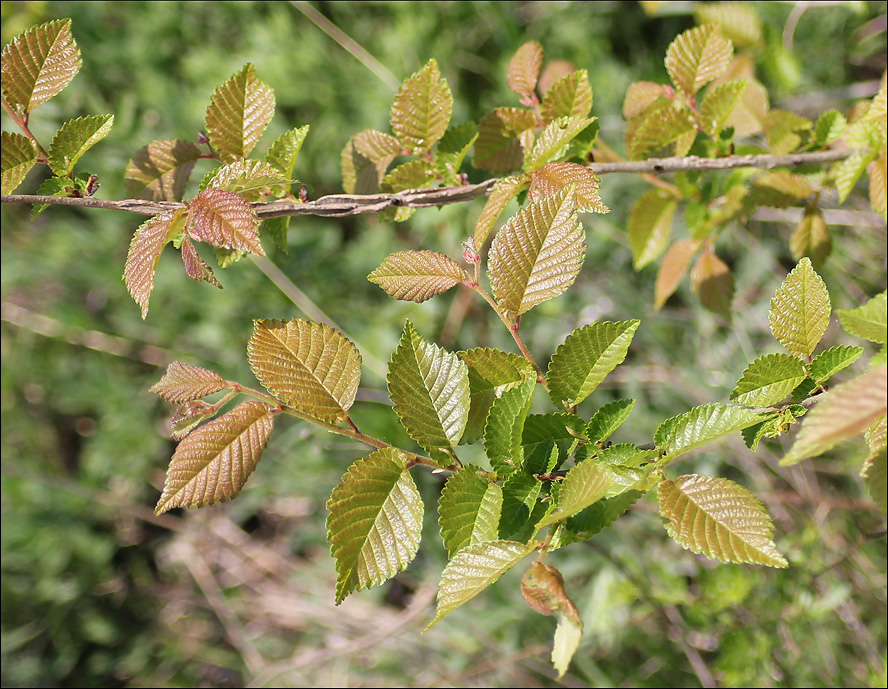 Изображение особи Ulmus minor.