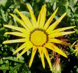 genus Gazania