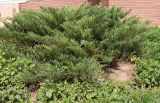 Juniperus sabina. Взрослое растение. Курская обл., г. Железногорск, в культуре. 4 июля 2007 г.