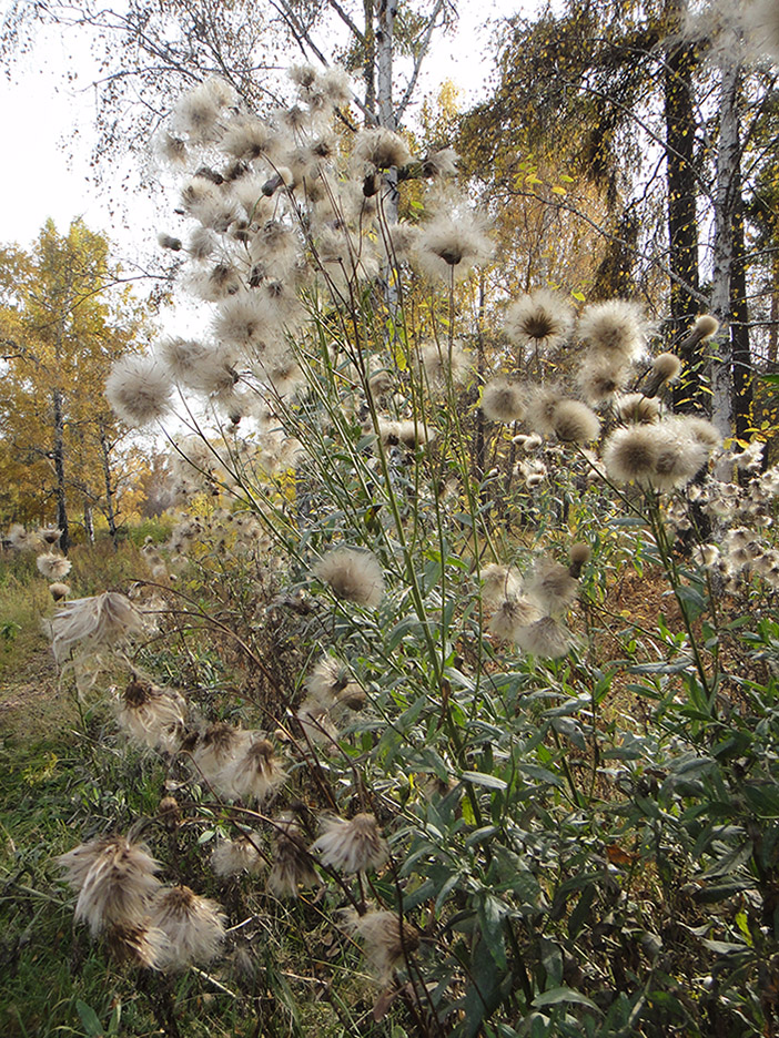 Изображение особи Cirsium setosum.