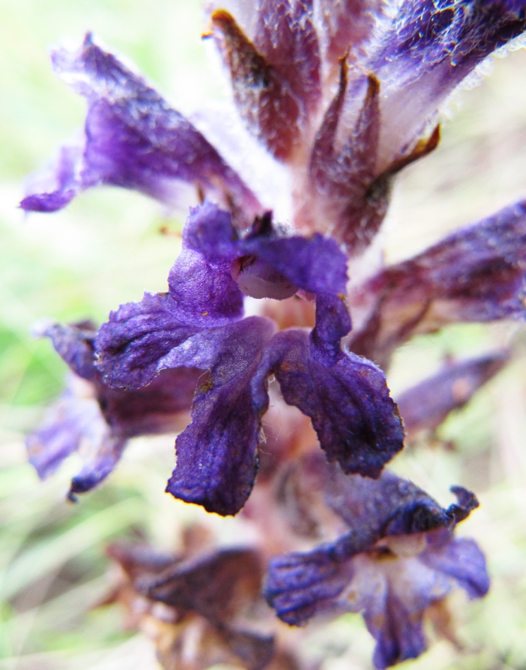 Изображение особи Orobanche coerulescens.