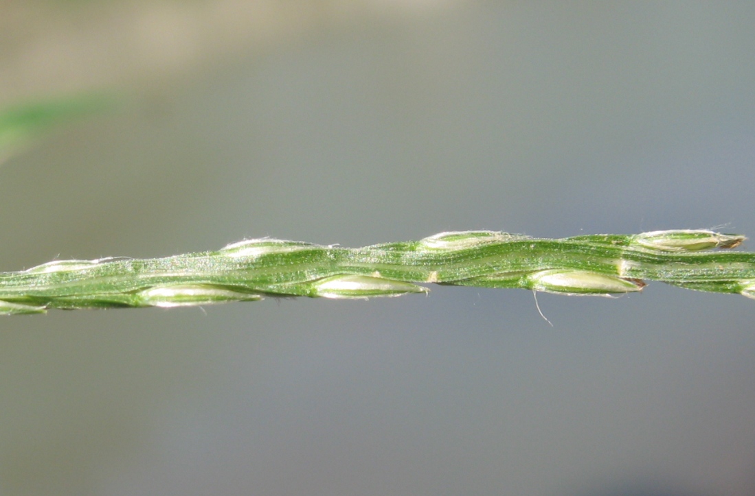 Изображение особи Digitaria sanguinalis.