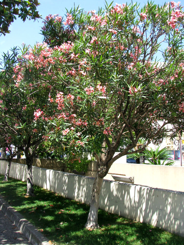 Image of Nerium oleander specimen.