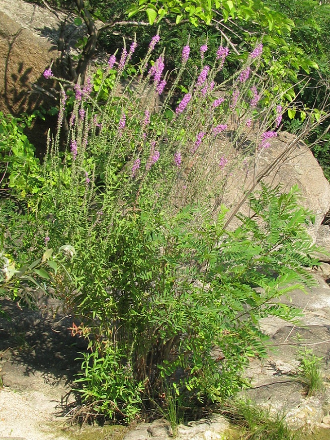 Image of Lythrum tomentosum specimen.