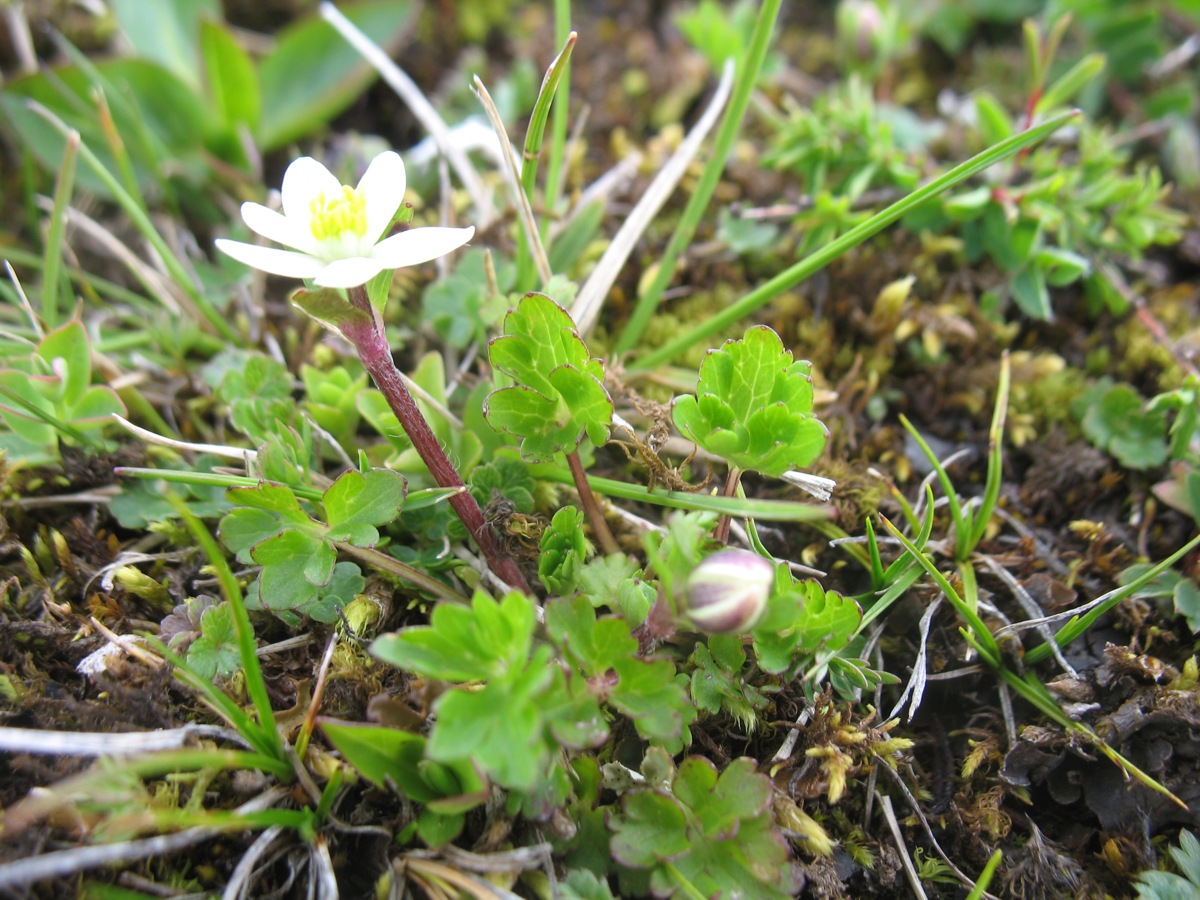Image of Pulsatilloides obtusiloba specimen.
