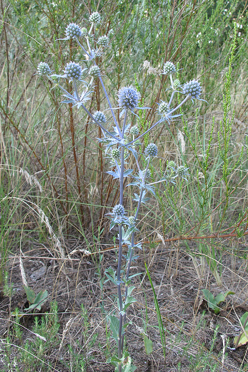 Изображение особи Eryngium planum.