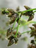 Scirpus sylvaticus. Часть соцветия. Украина, Тернопольская обл., Кременецкий р-н, окр. г. Почаева, возле Свято-Духовского скита. 04.06.2012.