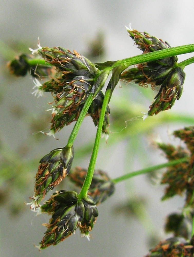 Image of Scirpus sylvaticus specimen.