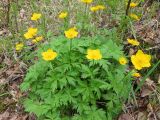 Trollius riederianus