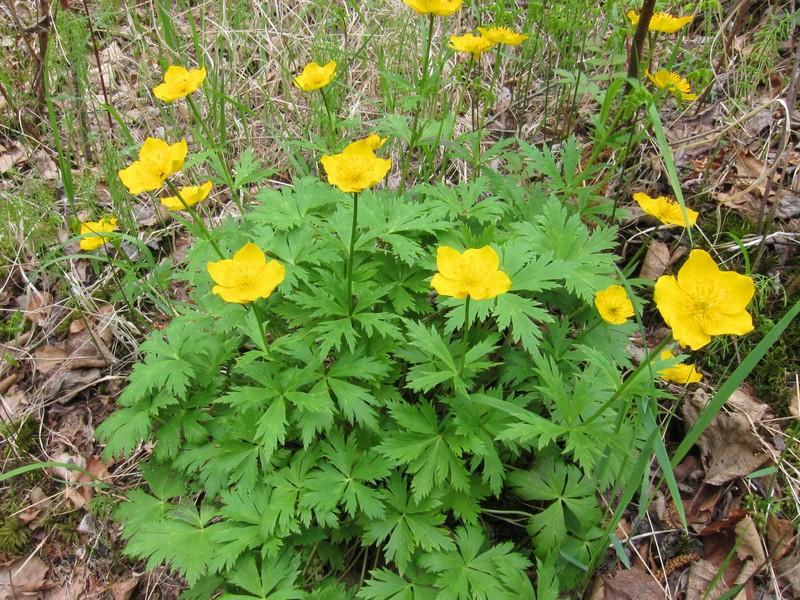 Изображение особи Trollius riederianus.